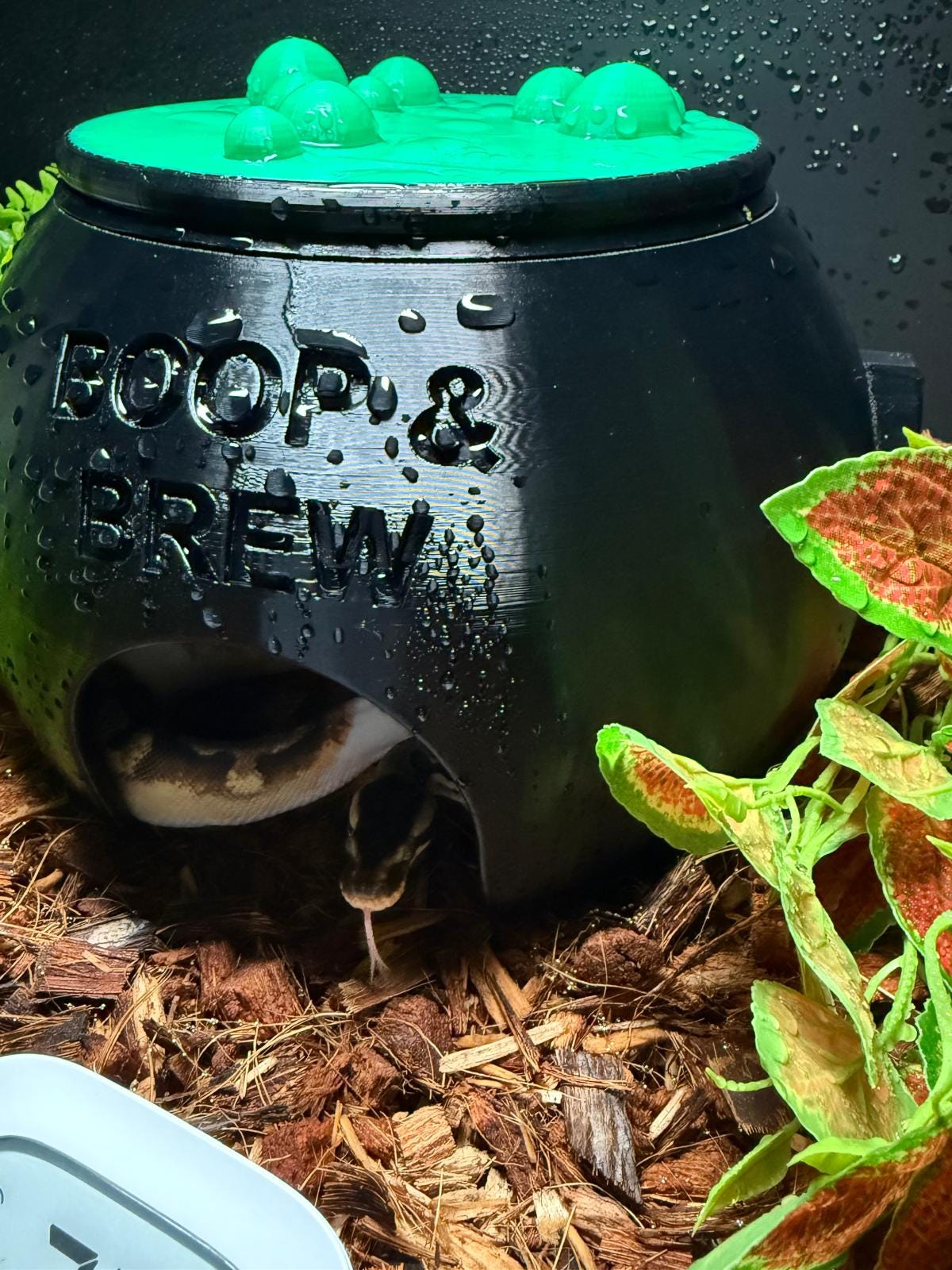 Witch Cauldron Humid Hide for Reptiles – Halloween Terrarium Decor with Shedding Support
