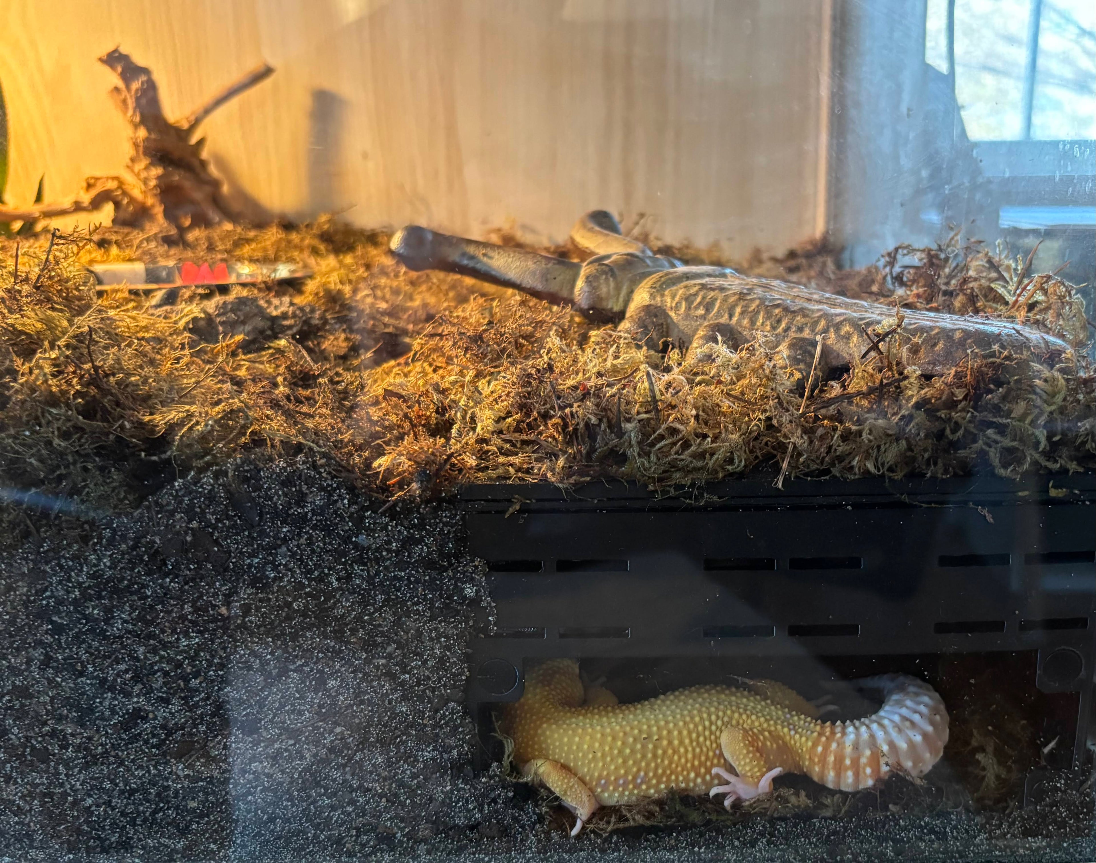 Underground Humid Hide for Reptiles with Modular Tunnels – Buried Hide for Shedding Support