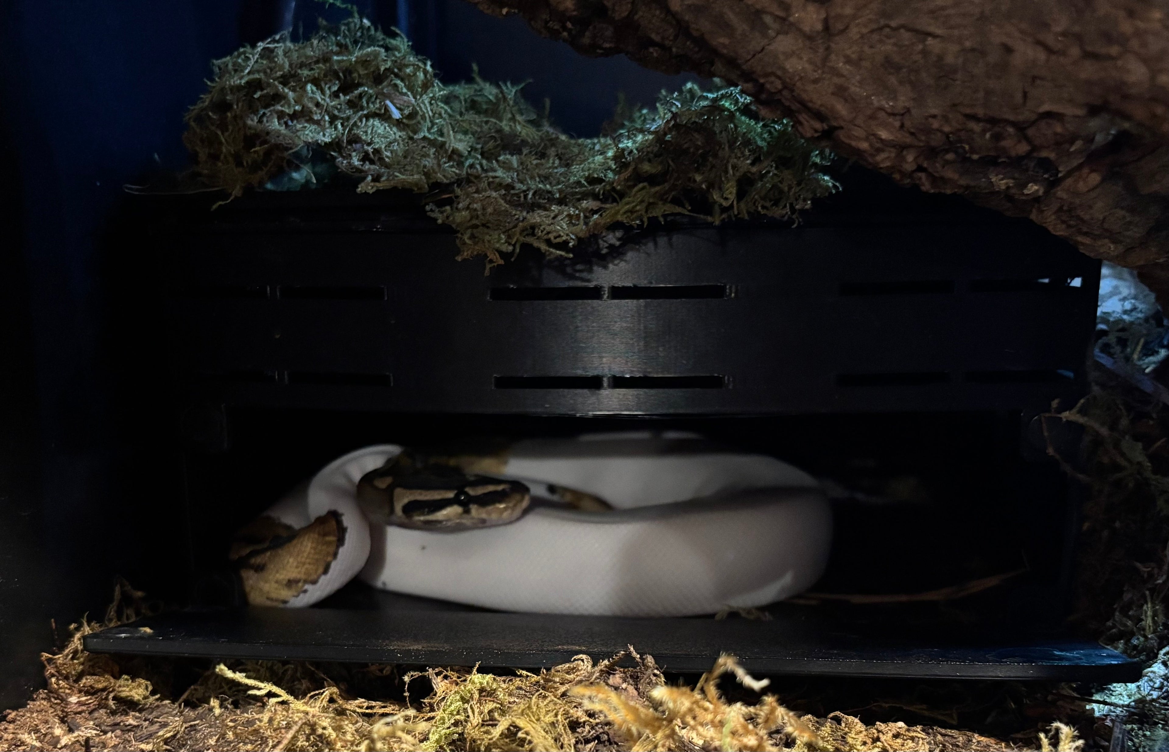 Underground Humid Hide for Reptiles with Modular Tunnels – Buried Hide for Shedding Support