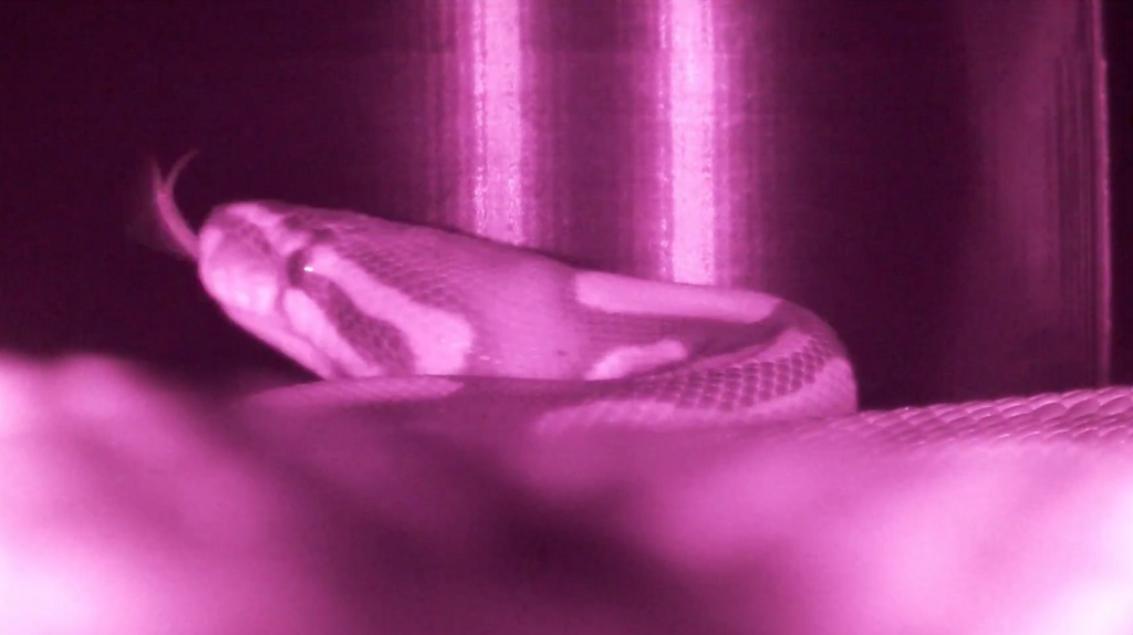 Peek-a-Hide – Reptile Hide with Night Vision Camera Monitoring