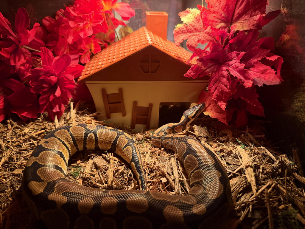 Whimsical Crooked Cottage Humid Hide for Reptiles – Fantasy Enclosure Decor with Shedding Support