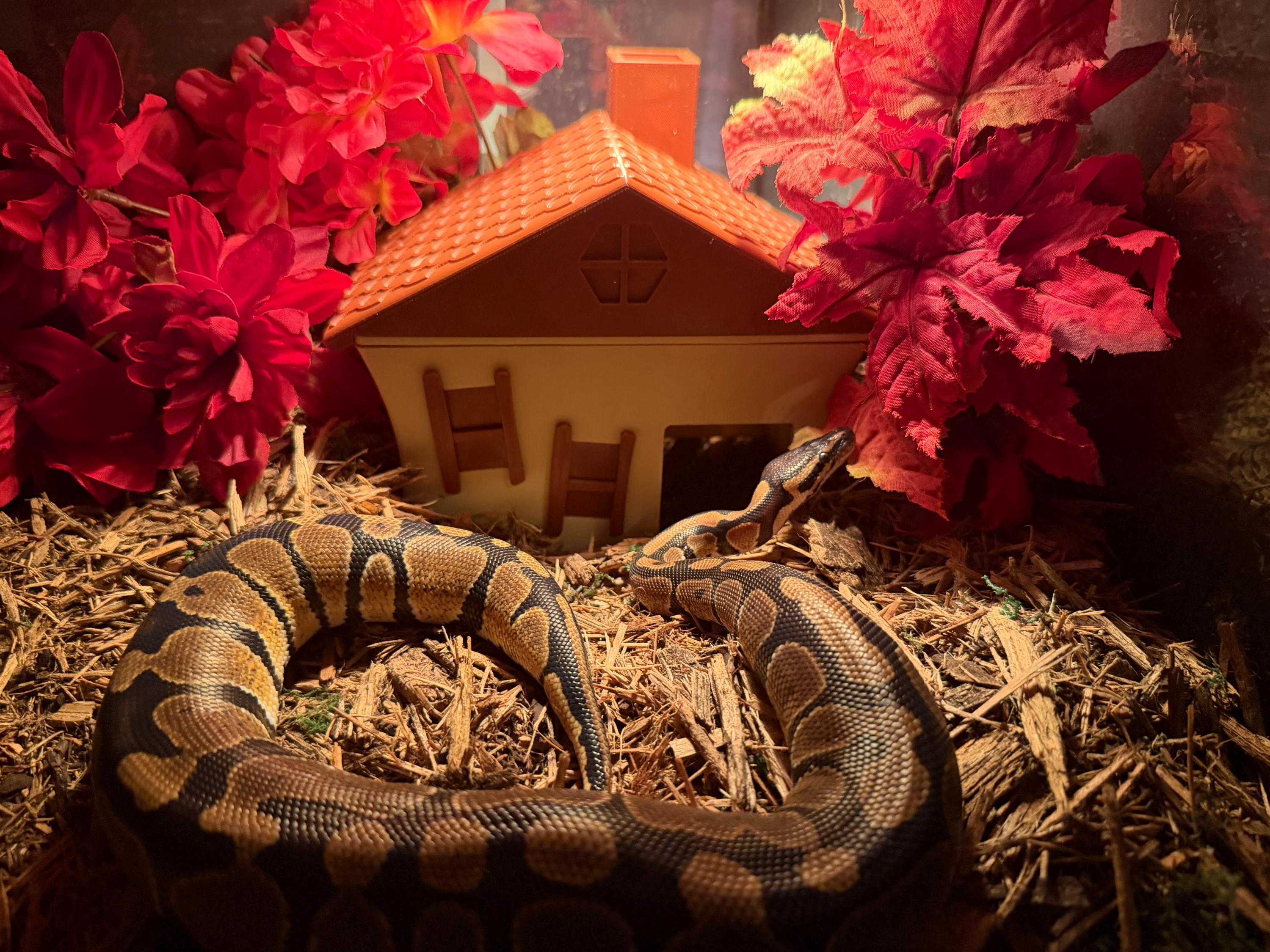 Whimsical Crooked Cottage Humid Hide for Reptiles – Fantasy Enclosure Decor with Shedding Support