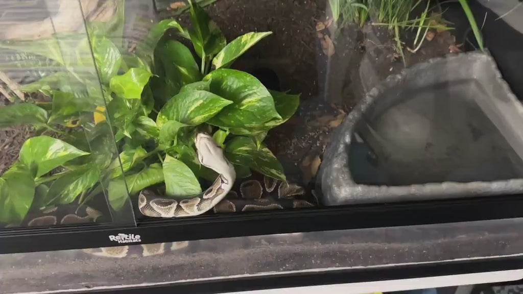 Keep-a-Noodle Sliding Door Lock for Reptile Enclosures – Secure Glass Enclosure Clip (Fits Dubia & More)